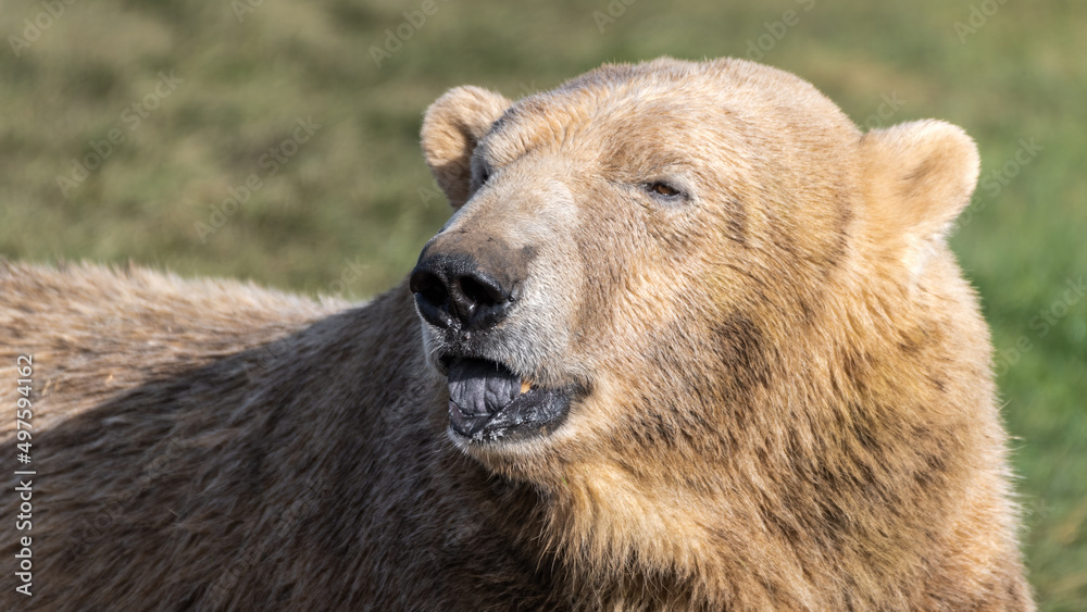 Obraz premium Polar Bear Close up Portrait