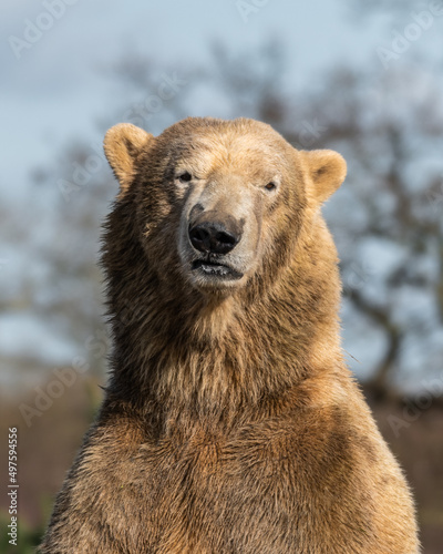 Polar Bear Standing Upright