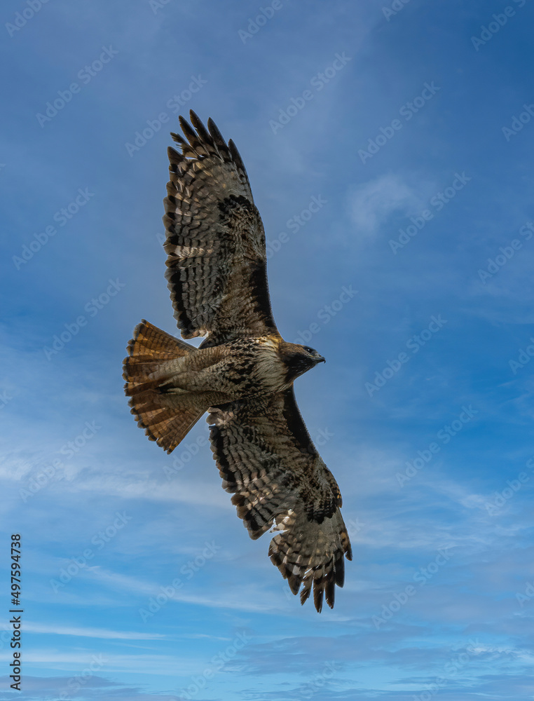 Fototapeta premium Red-tailed Hawk (Buteo jamaicensis) in Flight