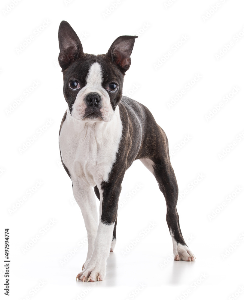 Young Boston terrier bi color isolated