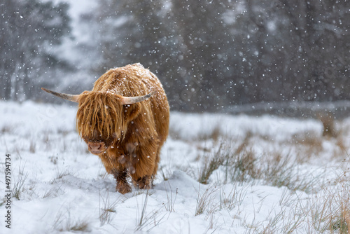 Highland Cow in The Snow