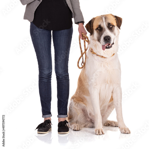 Great Pyrenees or Pyrenean mountain dog sitting on a leash