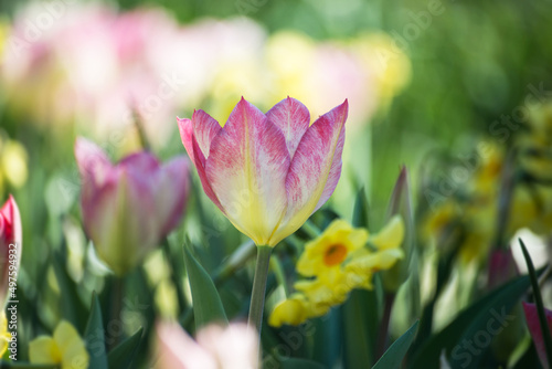 group of pink Tulips in a public garden