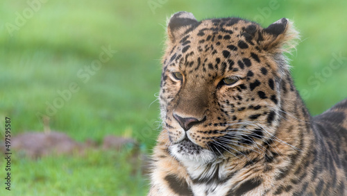 Amur Leopard Resting on Grass