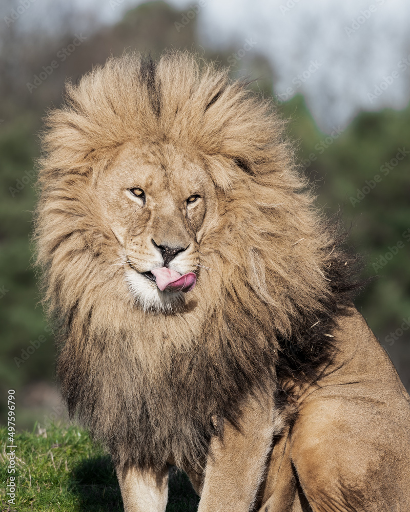 Adult Male Lion with Open Mouth