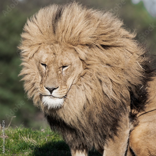 Adult Male Lion Sitting on the Ground