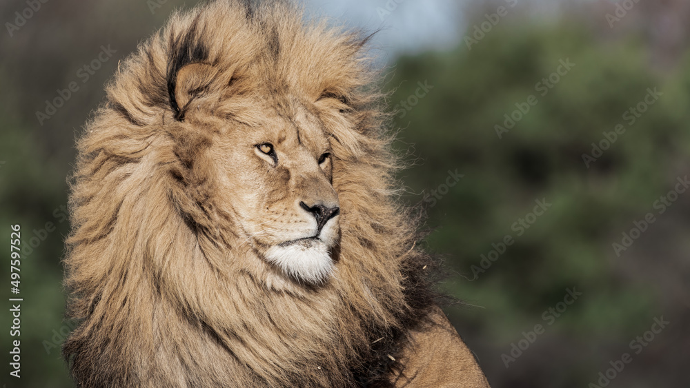 Obraz premium Adult Male Lion Side Profile