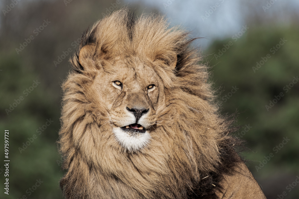 Fototapeta premium Adult Male Lion with Open Mouth