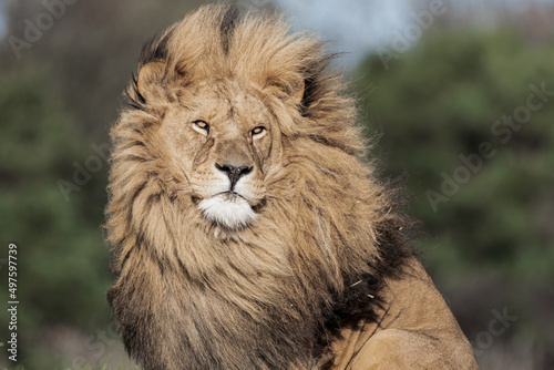Adult Male Lion Front Profile