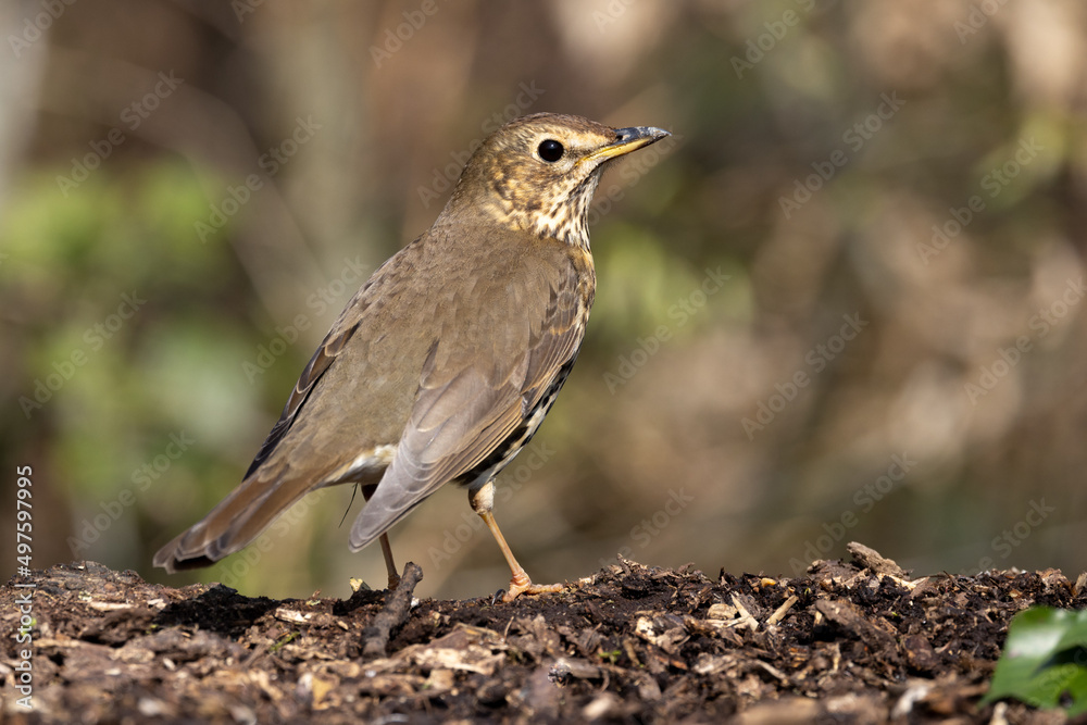 Song Thrush (Turdus philomelos) in a Woodland Setting Song Thrush (Turdus philomelos) in a Woodland Setting