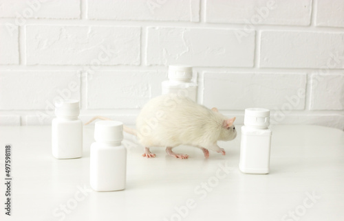 Rodent white lab rat (pet) sitting on the table among white bottles of pills (medicine) in the laboratory; biotechnology,pharmacy, medicine development, tests on animals. Horizontal plane. Veterinary. photo