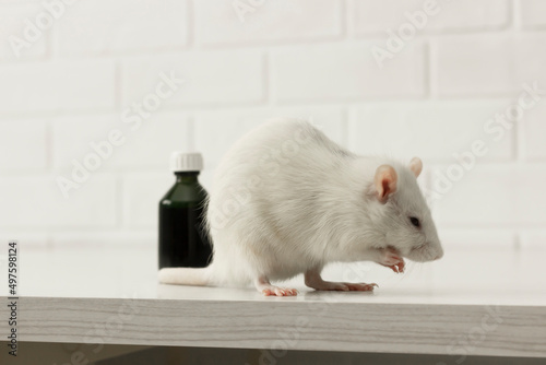 Rodent white lab rat (pet) sitting on the table near dark bottles of medicine (liquid) in the laboratory; biotechnology, pharmacy, medicine development, tests on animals. Horizontal plane. Veterinary. photo