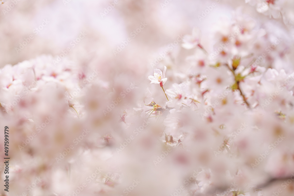 春・桜・一輪