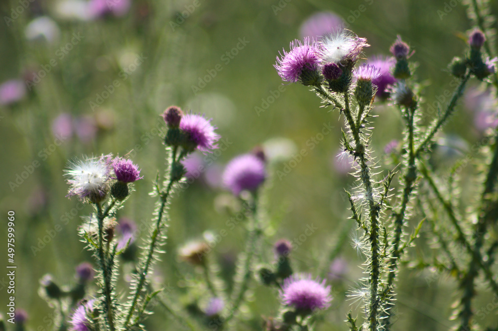 Closeup of spiny plumeless thistle in bloom with selective focus on foreground Closeup of spiny plumeless thistle in bloom with selective focus on foreground