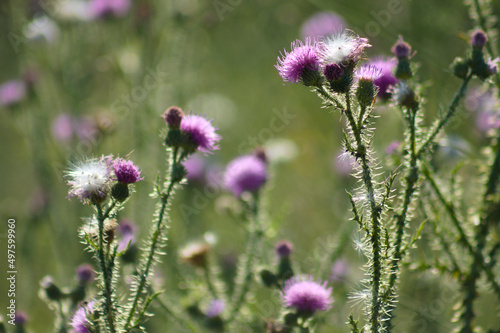Closeup of spiny plumeless thistle in bloom with selective focus on foreground