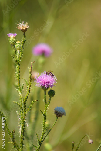 Closeup of bee on spiny plumeless thistle in bloom with green blurred plants on background