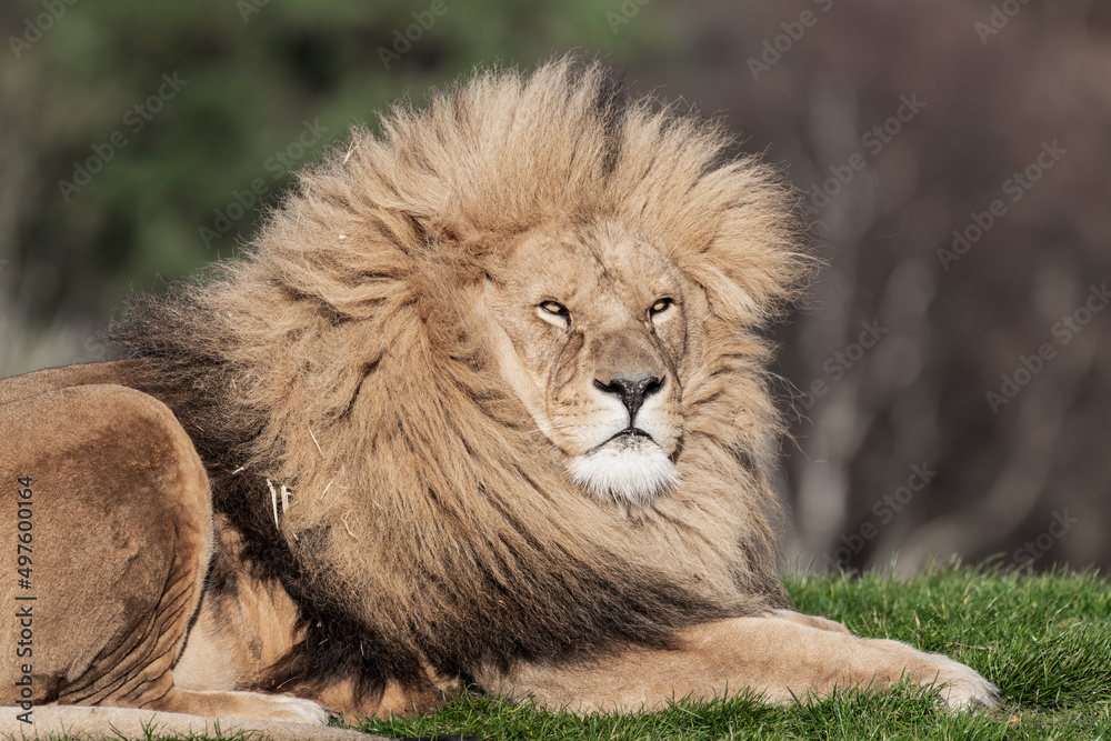 Naklejka premium Adult Male Lion Resting on Grass