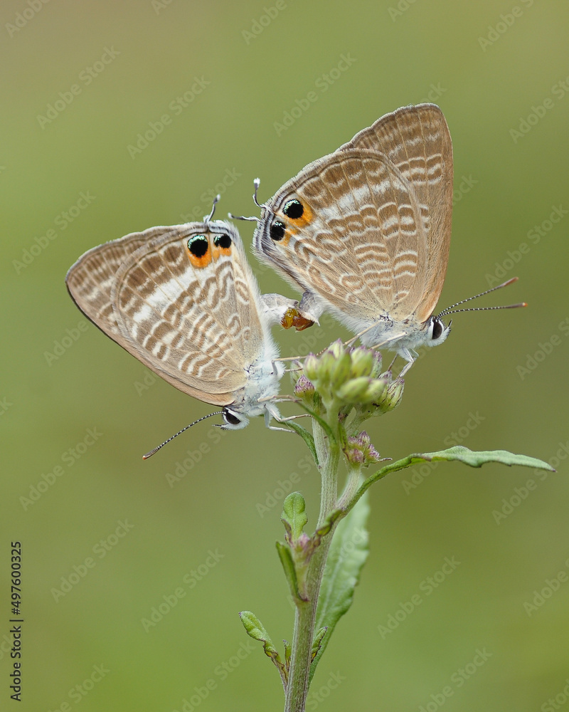 Obraz premium butterfly on a flower