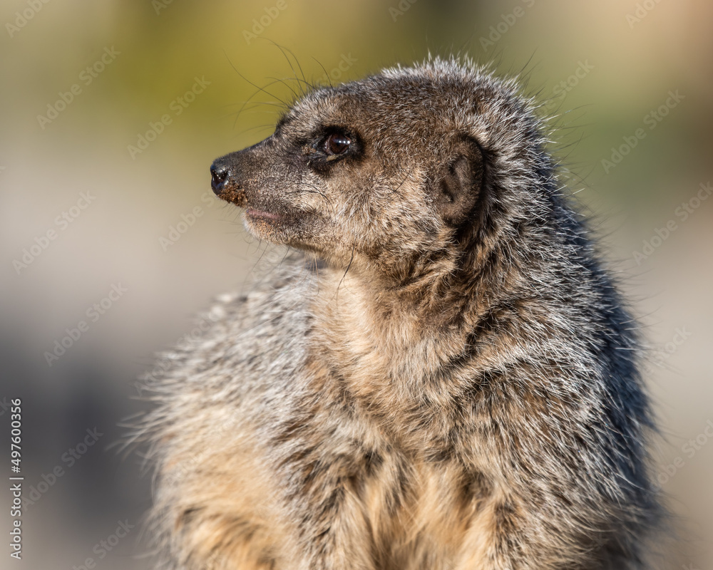Fototapeta premium Young Meerkat Looking Out for Predators