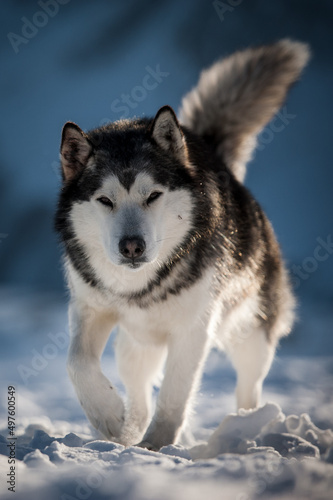 Husky portrait with village and mountains in background