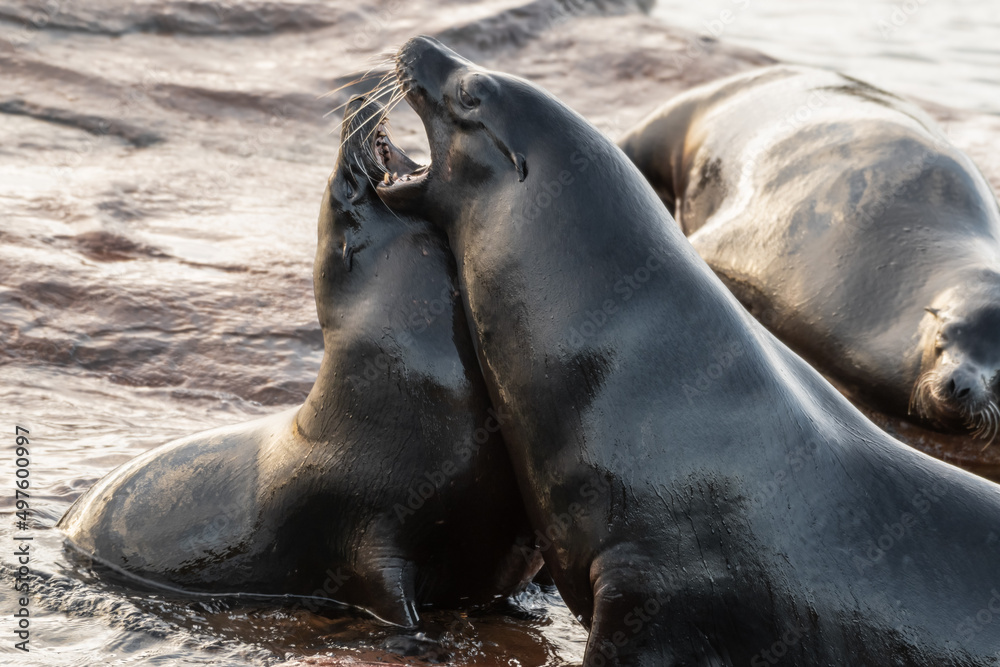 Obraz premium Group of Californian Seal's Standing on a Small Island