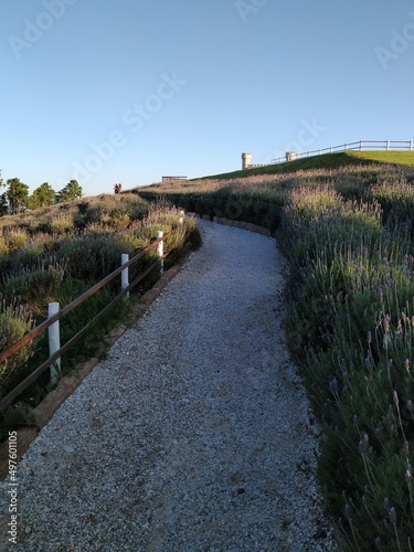 Garden with beautiful lavender flowers at 2025 meters high in the city of Pindamonhangaba. photo