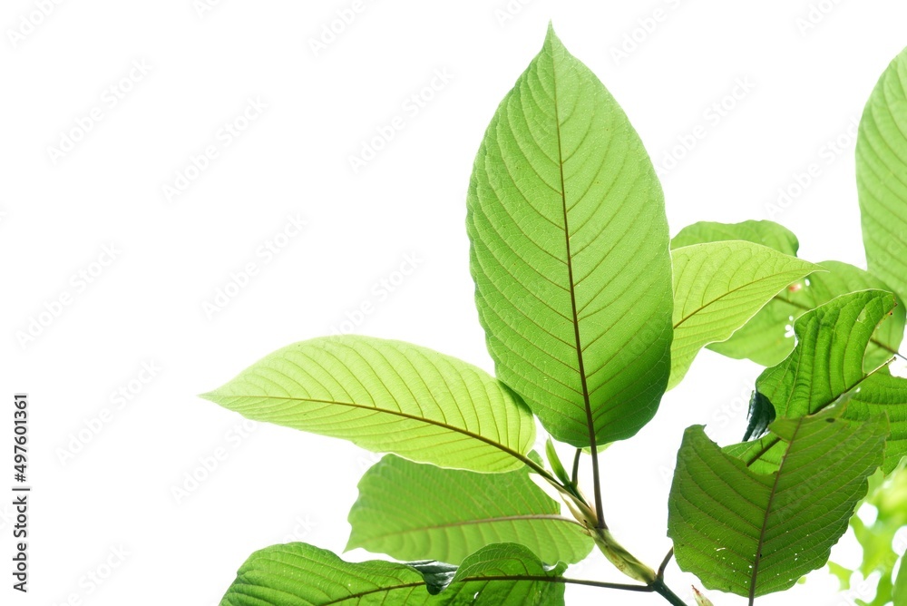 Fototapeta premium In selective focus a branch of Kratom leaves with sunlight on white isolated background for green foliage backdrop