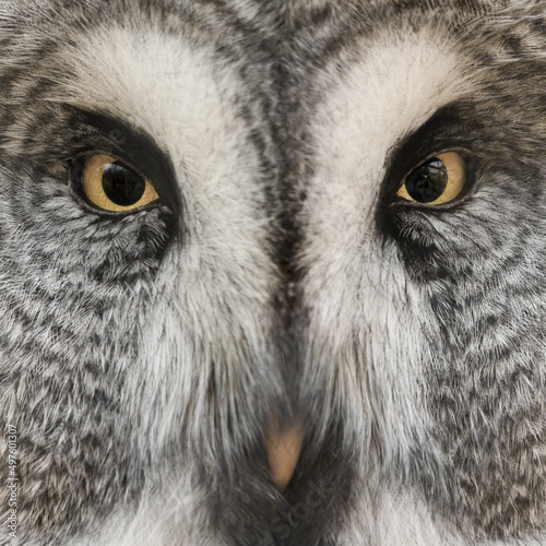 Extreme Close up Great Grey Owl