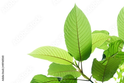 In selective focus a branch of Kratom leaves with sunlight on white isolated background for green foliage backdrop