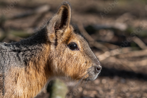 Clse up Side Profile Patagonian Mara