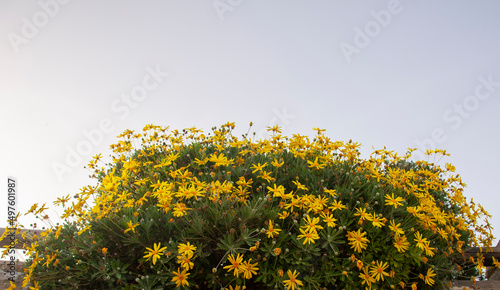 Euryops pectinatus or grey-leaved euryops or yellow bush daisy or Euryops sonnenschein. Yellow flowers with a blue sky. Shot from below and copy space. photo
