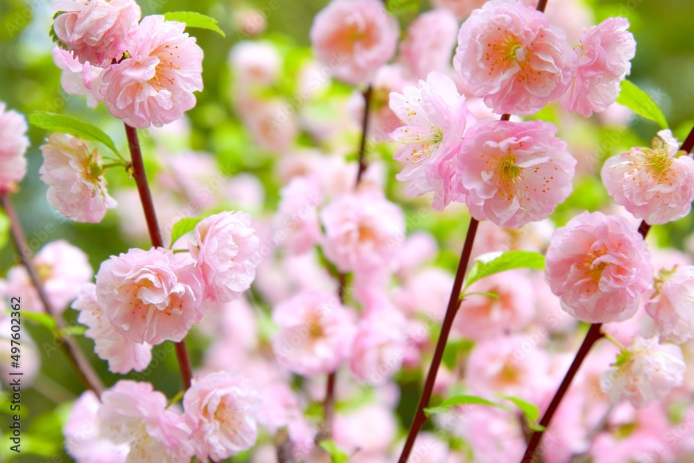 Delicate spring pink background with sakura cherry tree flowers Delicate spring pink background with sakura cherry tree flowers