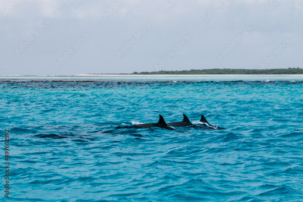 Obraz premium The virgin nature of New Caledonia with its beautiful landscapes