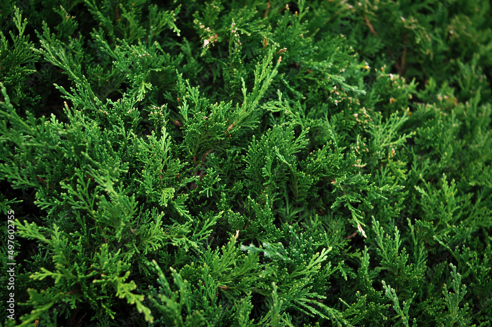 green grass background green grass background