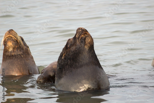 sea lion on the beach