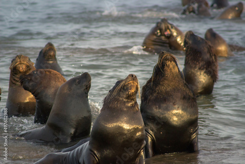 sea lion on the beach