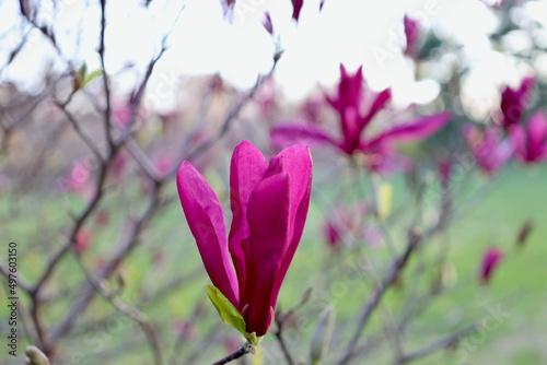 Lily magnolia blooms deep red