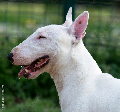 White Miniature Bull Terrier