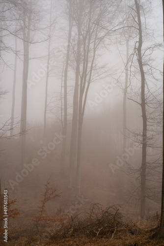 misty morning on the forest