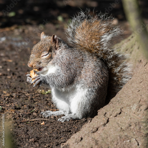 Grey Squirrel Feeding on Nuts © Ian