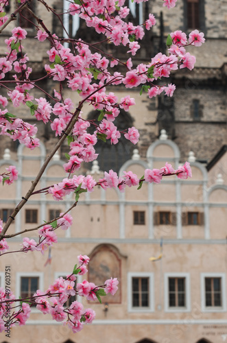 Photography A blooming tree in close-up against the background of the Prague Town Hall
