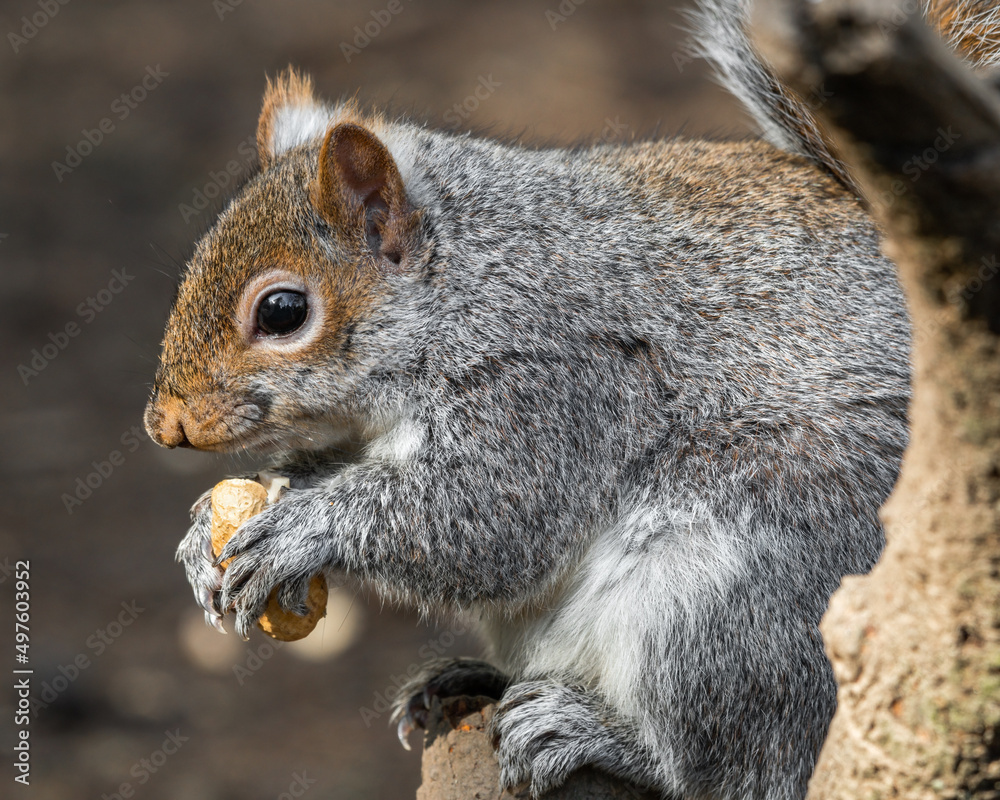 Grey Squirrel Feeding on Nuts