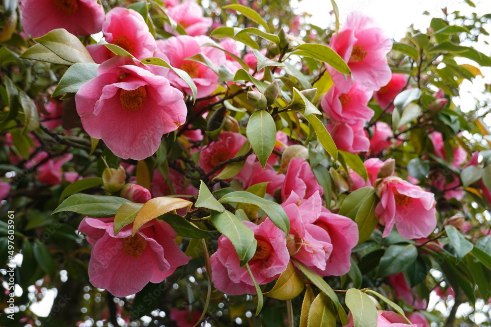 Japanese Camellia (Camellia japonica) is a broadleaved and evergreen shrub.