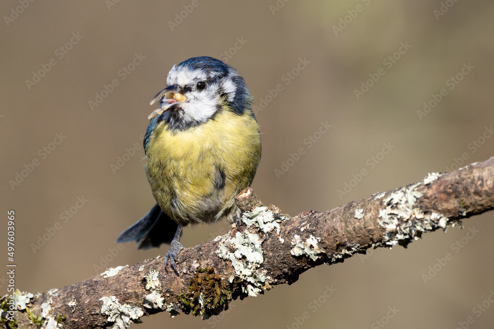 Naklejka premium Scruffy Blue Tit (Cyanistes caeruleus) perched on branch