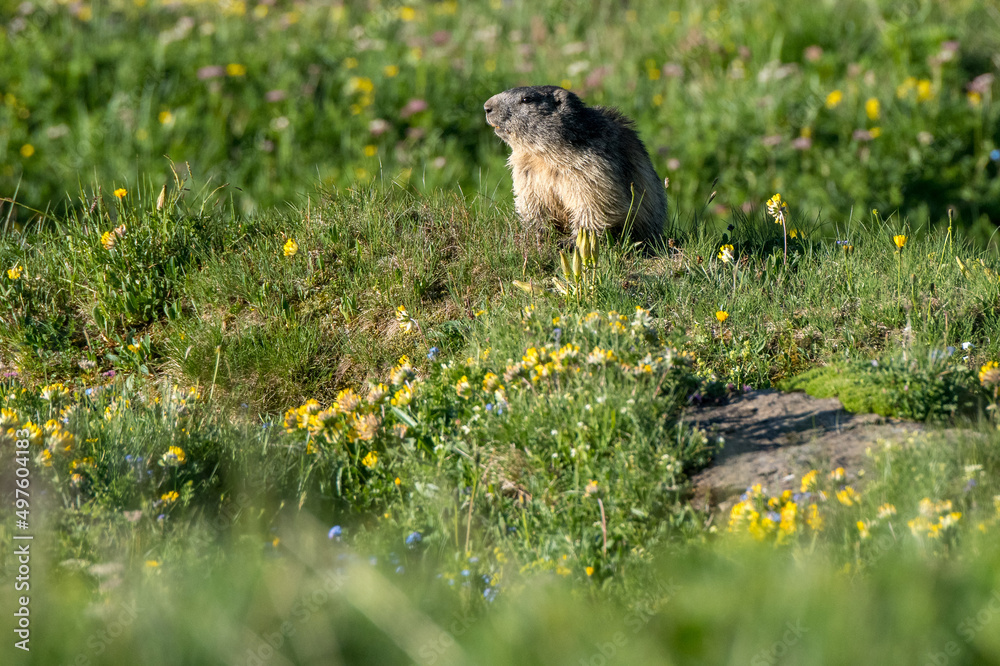 marmot in a alpine meadow near Grindelwald in the Swiss Alps marmot in a alpine meadow near Grindelwald in the Swiss Alps