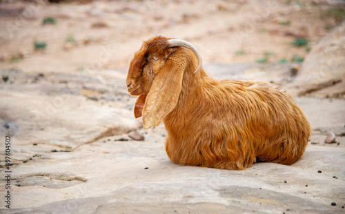 Domestic goats in Petra Jordan