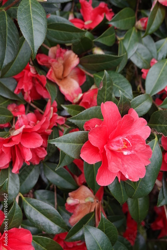 Japanese camellia work as companions for trees like magnolias and pines because of their love of partial shade and acidic pH levels.