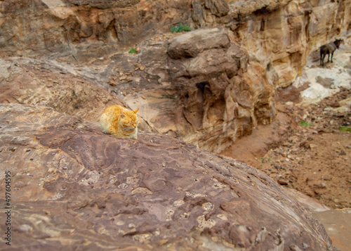 Wallpaper Mural Cat living in Petra Jordan Torontodigital.ca