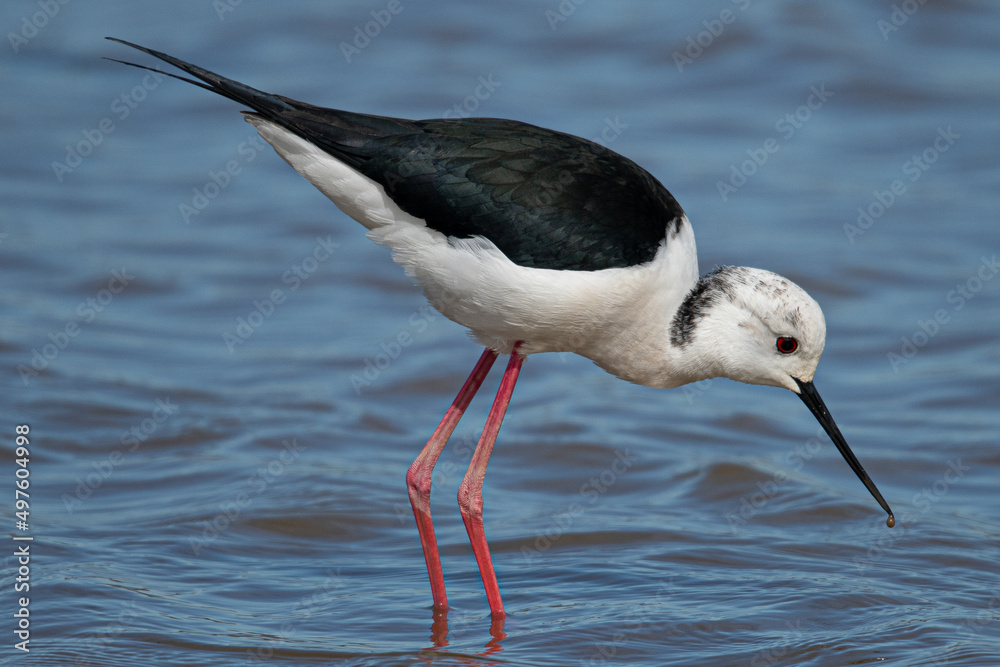 Fototapeta premium Himantopus himantopus