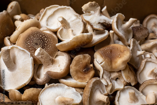 Shiitake mushrooms in the box